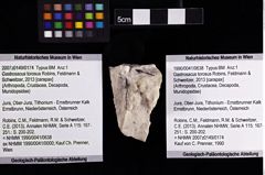 Foto (Objket + Etiketten) von Gastrosacus torosus (Robins, Feldmann & Schweitzer, 2013) 